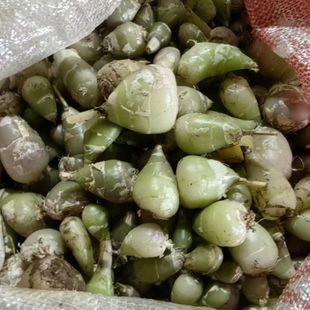 云南毛慈菇果夹正宗石仙桃山茨菇苗名贵中药材果新鲜现采中药材种