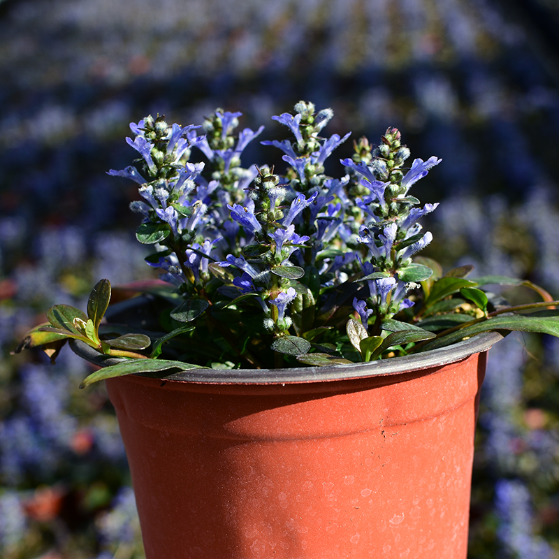 筋骨草 盆栽 姬十二单日本山野草花园花境匍匐筋骨草耐阴网红植物