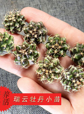 萌肉肉牡丹套餐开花组合多肉植物