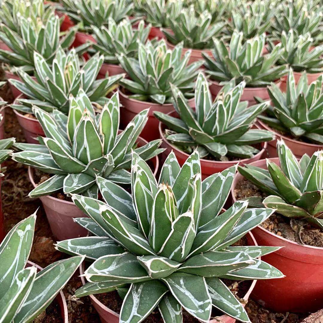 笹之雪世之雪鬼脚笹之雪 龙舌兰科沙生夏型种多肉植物盆栽花卉