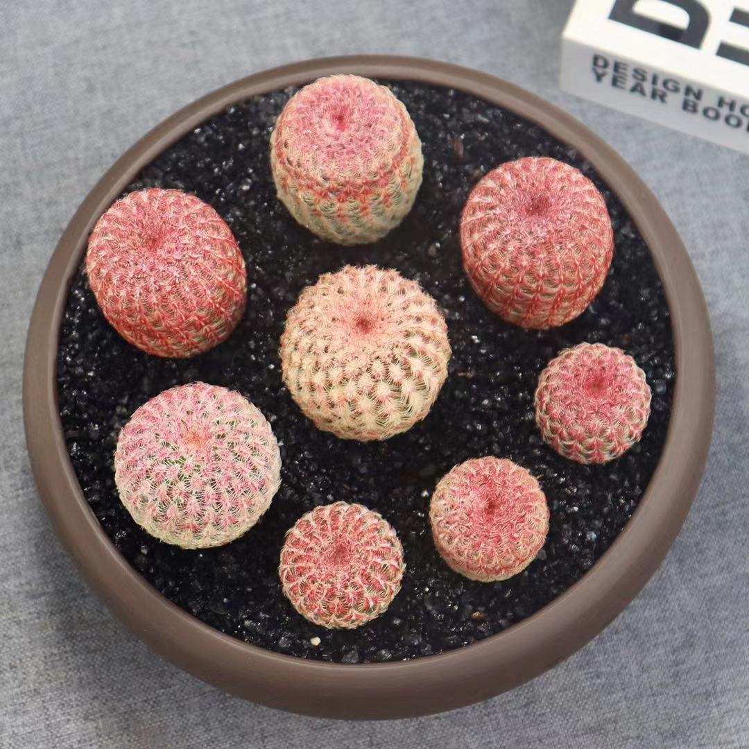 红太阳紫太阳仙人球侧芽无根易养开红花室内多肉植物绿植盆栽