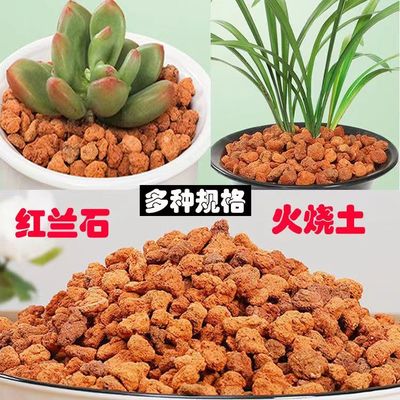 火烧土红兰石颗粒兰科植料