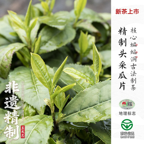 2026新茶上市蝙蝠洞精制头采瓜片