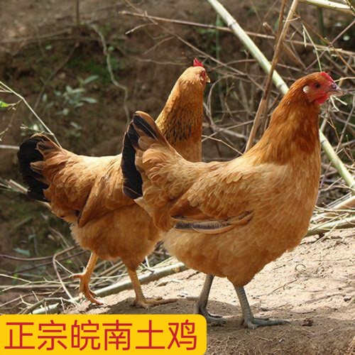 两年半左右老母鸡土鸡农家放养走地散鸡新鲜 孕妇月子滋
