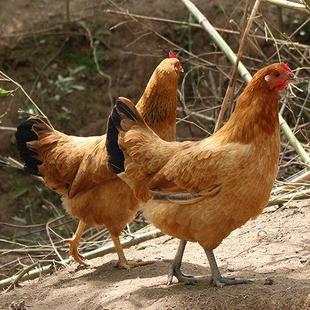 两只散养土鸡老母鸡孕妇小孩滋补 中通包邮 坏单包赔  拒签不售后