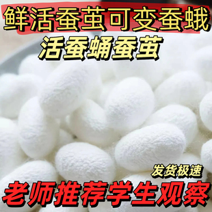 活体新蚕茧可以孵化蚕茧活蚕蛹蚕茧可变飞蛾桑蚕茧小学习观察蚕茧