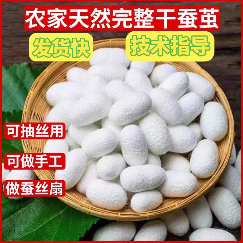 蚕茧可抽丝手工diy彩绘展示