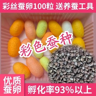 500粒彩色蚕种蚕卵学生养蚕套装七彩色金丝蚕宝宝可孵化活体蚕种