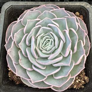 090 从前慢花园东云系多肉植物 芍药玫瑰