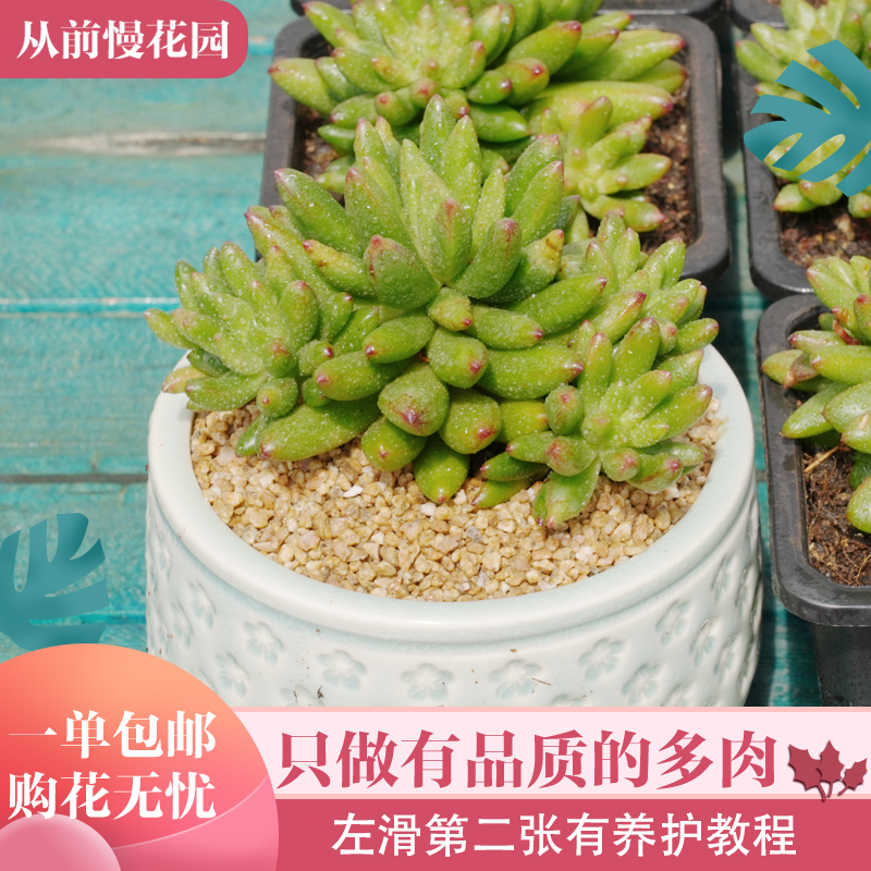 083-棕榈树-从前慢花园东云系多肉植物