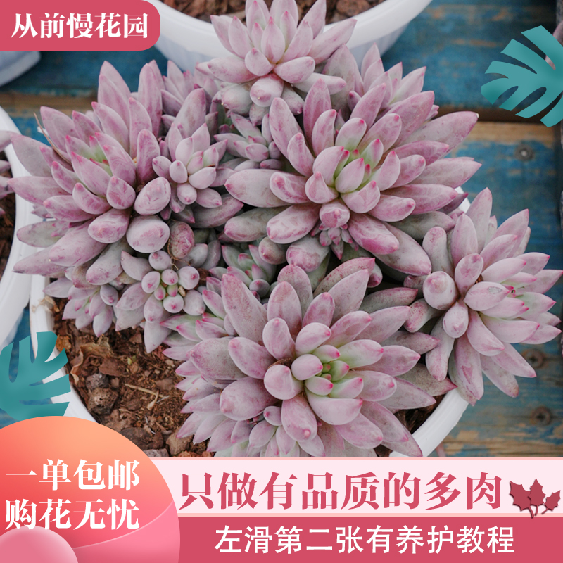 084-虞美人-从前慢花园东云系多肉植物