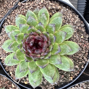 094 从前慢花园东云系多肉植物 萤火虫