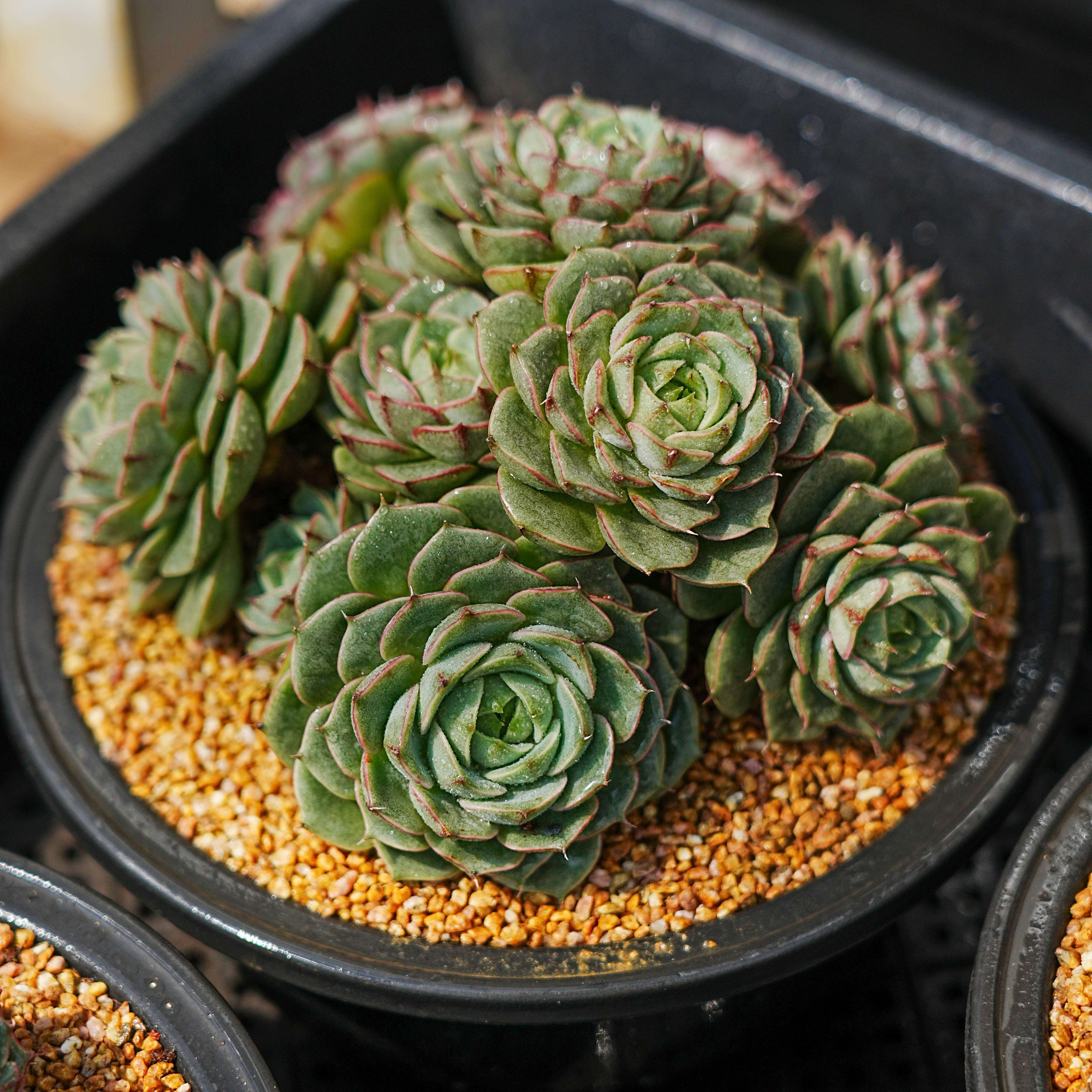 0125-本巴蒂斯-从前慢花园东云系多肉植物