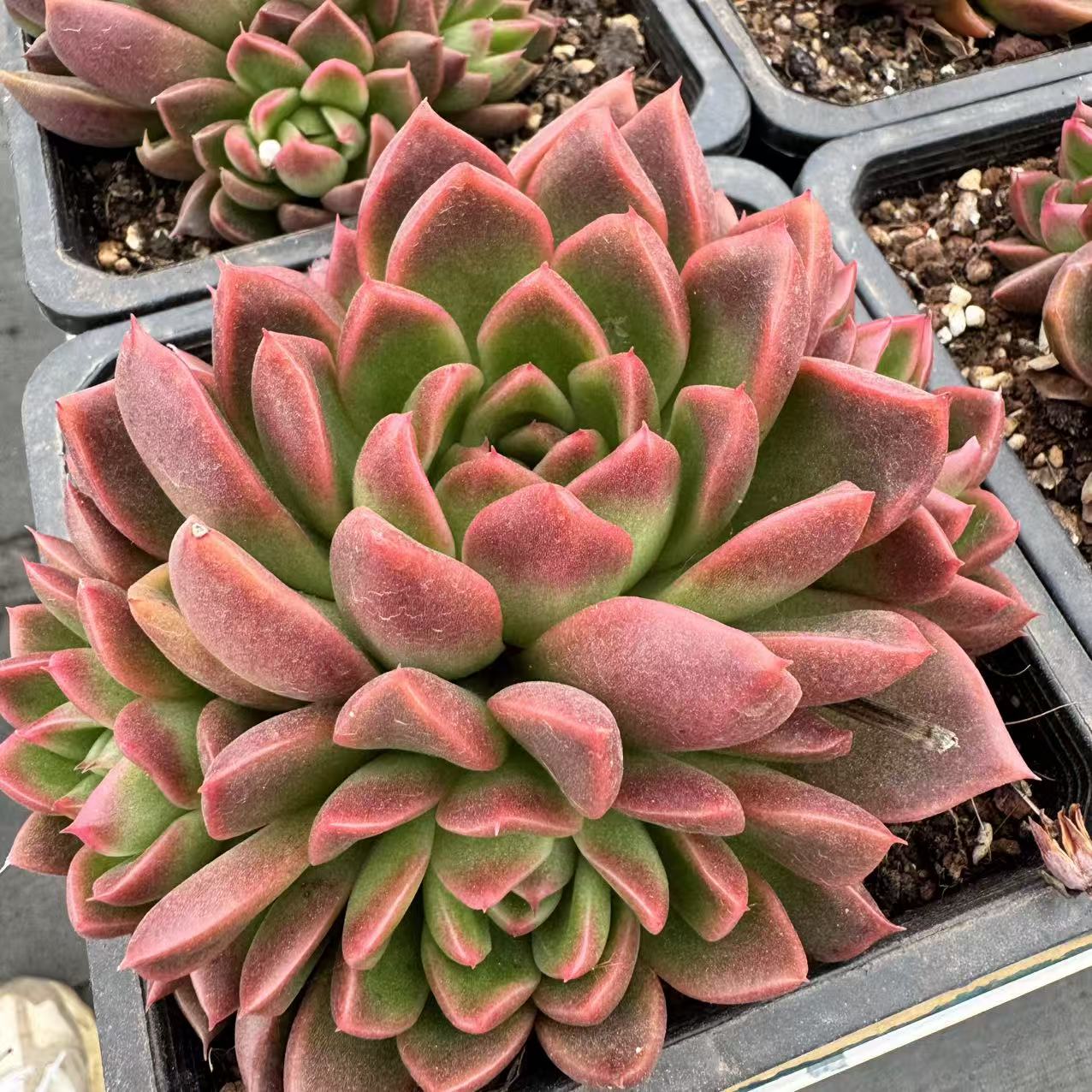 0155-火焰玫瑰-从前慢花园东云系多肉植物