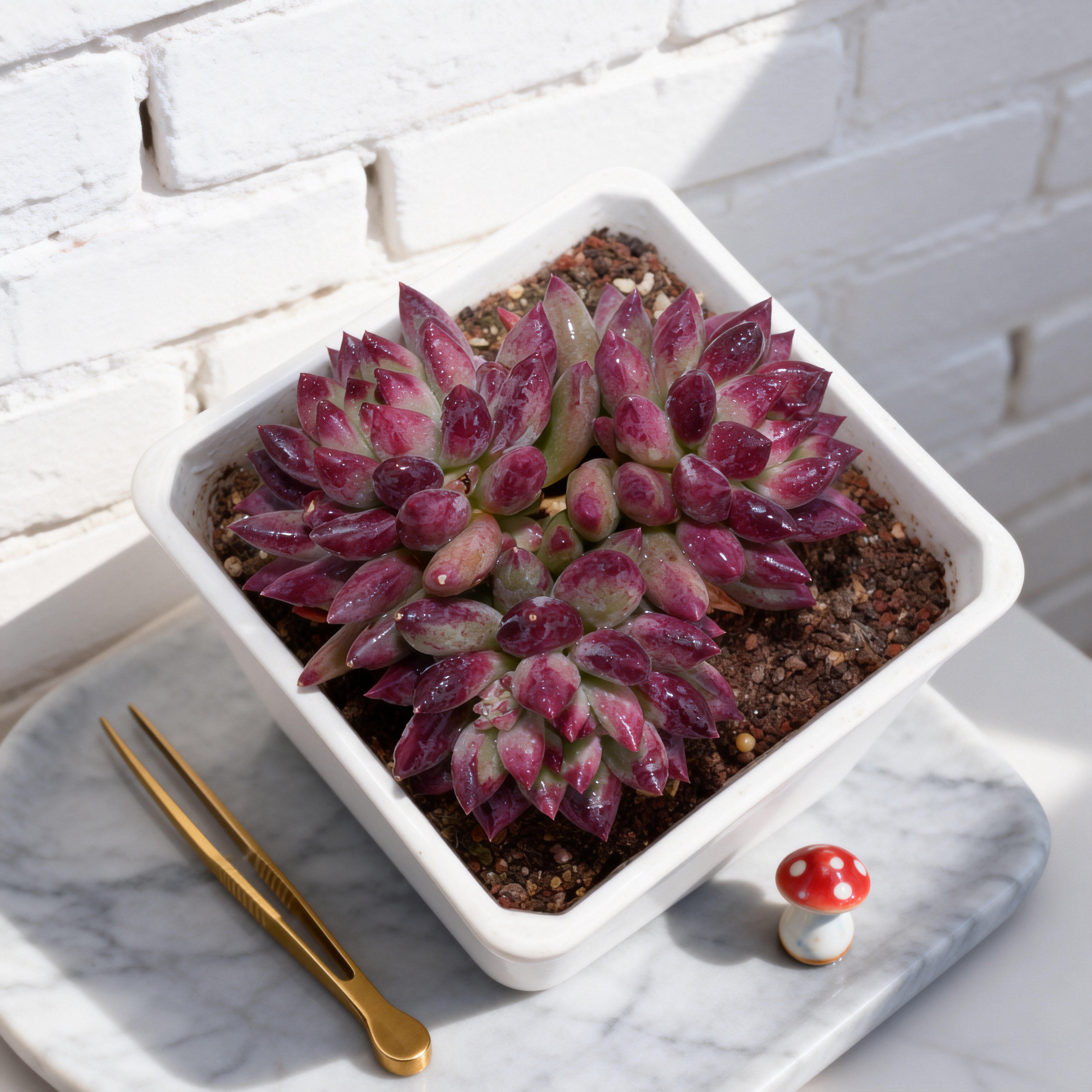 0228-二代虞美人-从前慢花园东云系多肉植物,鲜花速递/花卉仿真/绿植园艺,多肉植物,淘宝优惠券,粉丝福利购,淘宝优惠卷