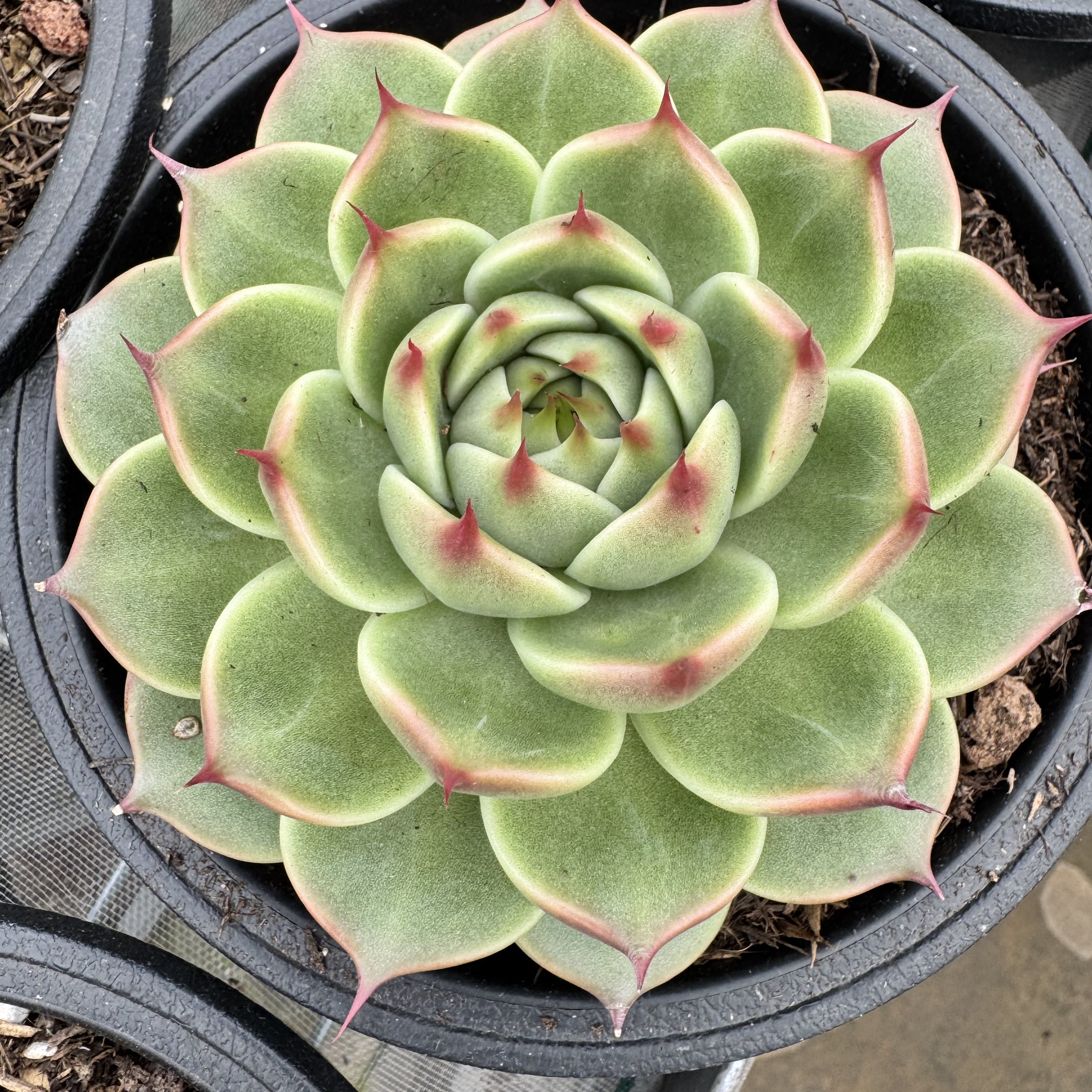 0103-托斯卡內利-从前慢花园东云系多肉植物