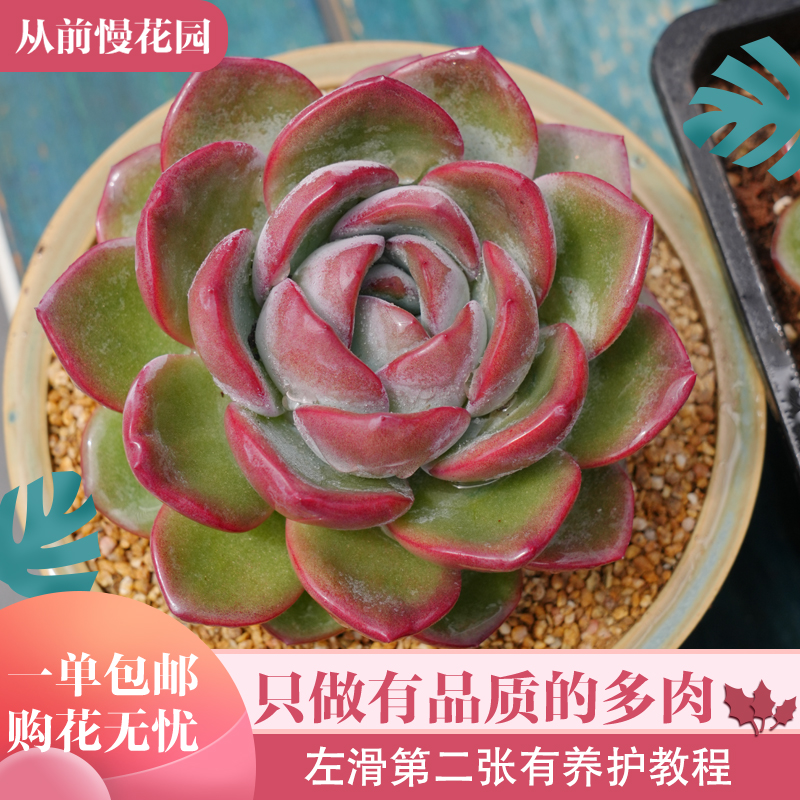 024-泡芙-从前慢花园东云系多肉植物