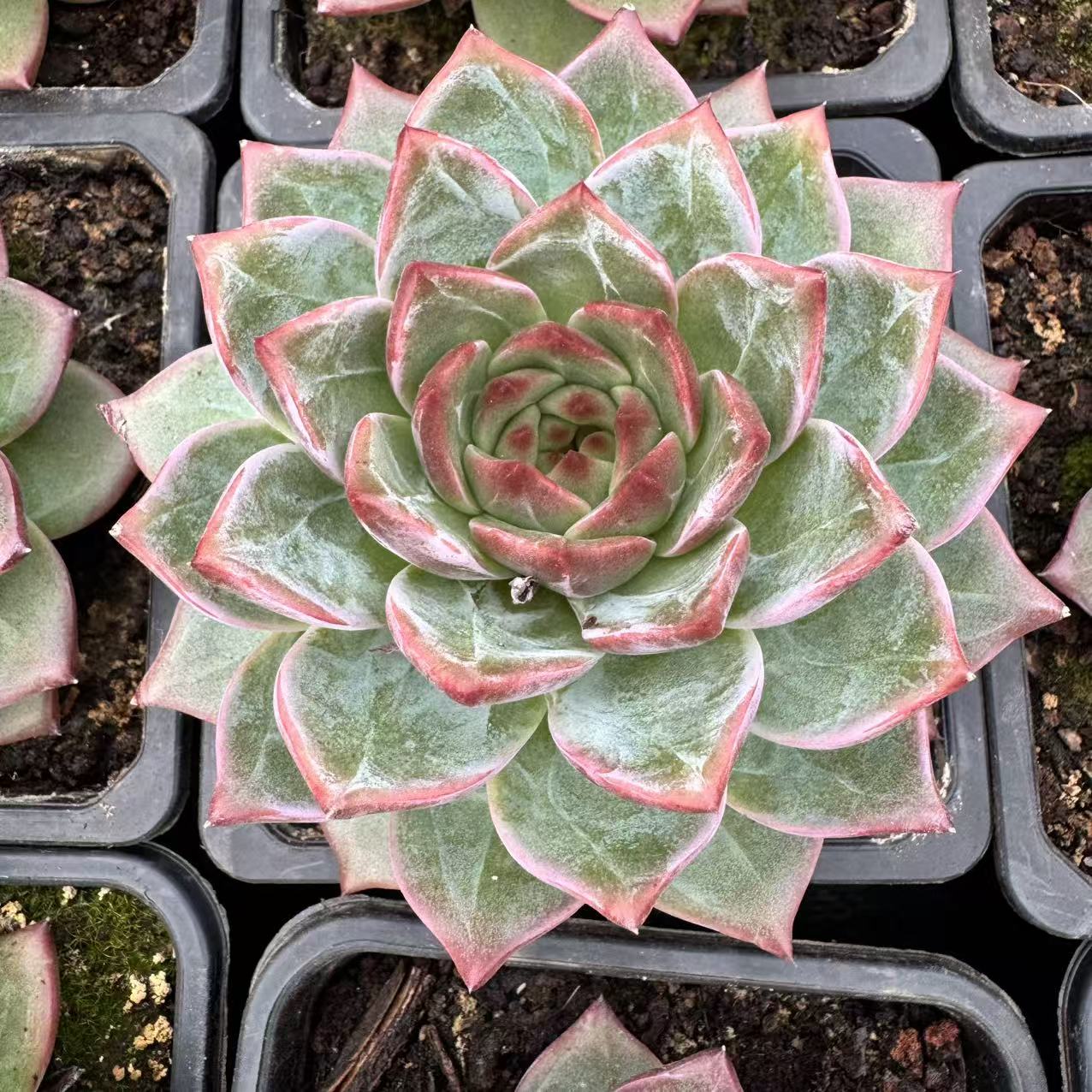 088-火凤凰-从前慢花园东云系多肉植物