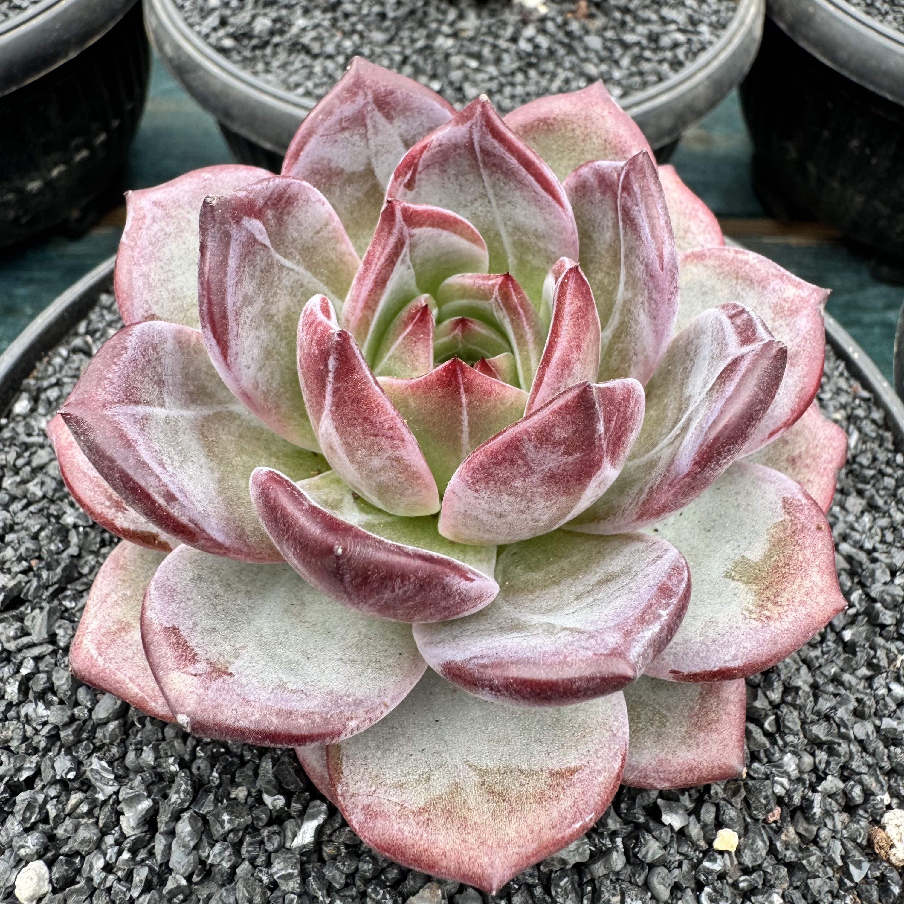 0106-夜魔侠-从前慢花园东云系多肉植物