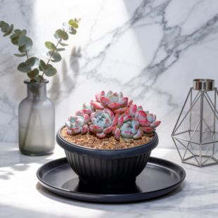 0132-丸叶冷香-从前慢花园东云系多肉植物