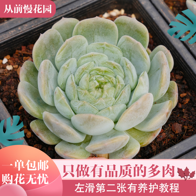 021-白恋-从前慢花园东云系多肉植物