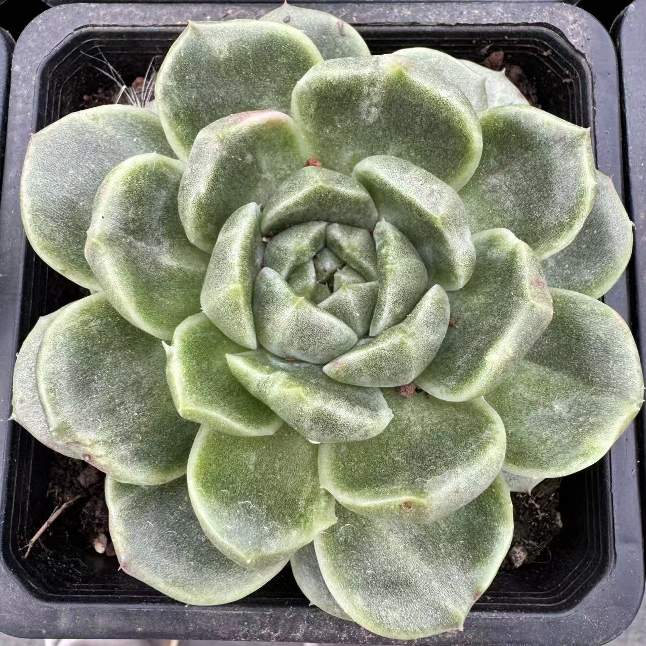 0156-阿拉斯陨石（锦）-从前慢花园东云系多肉植物