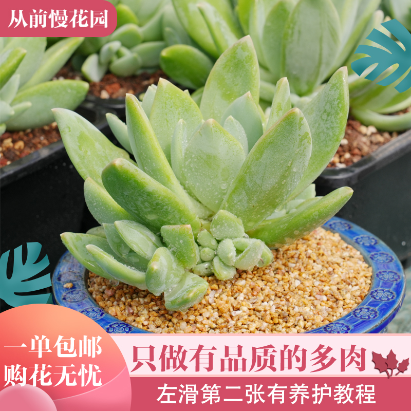 05-月半弯美人-从前慢花园东云系多肉植物