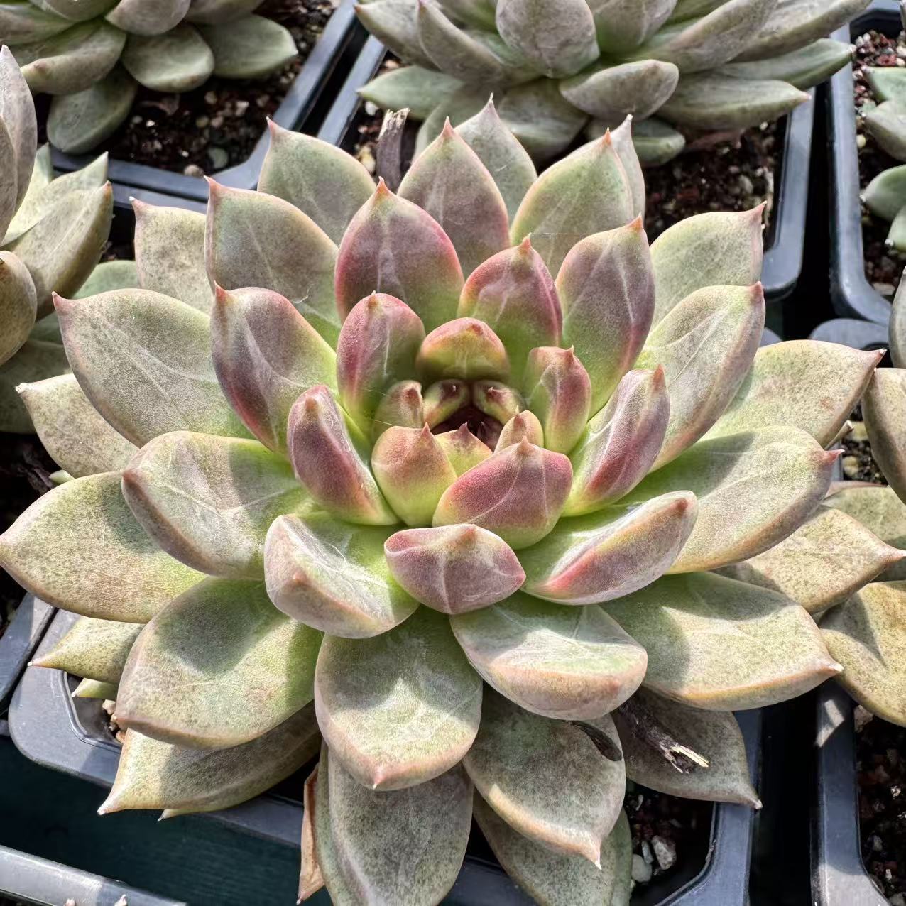 093-宝格丽-从前慢花园东云系多肉植物