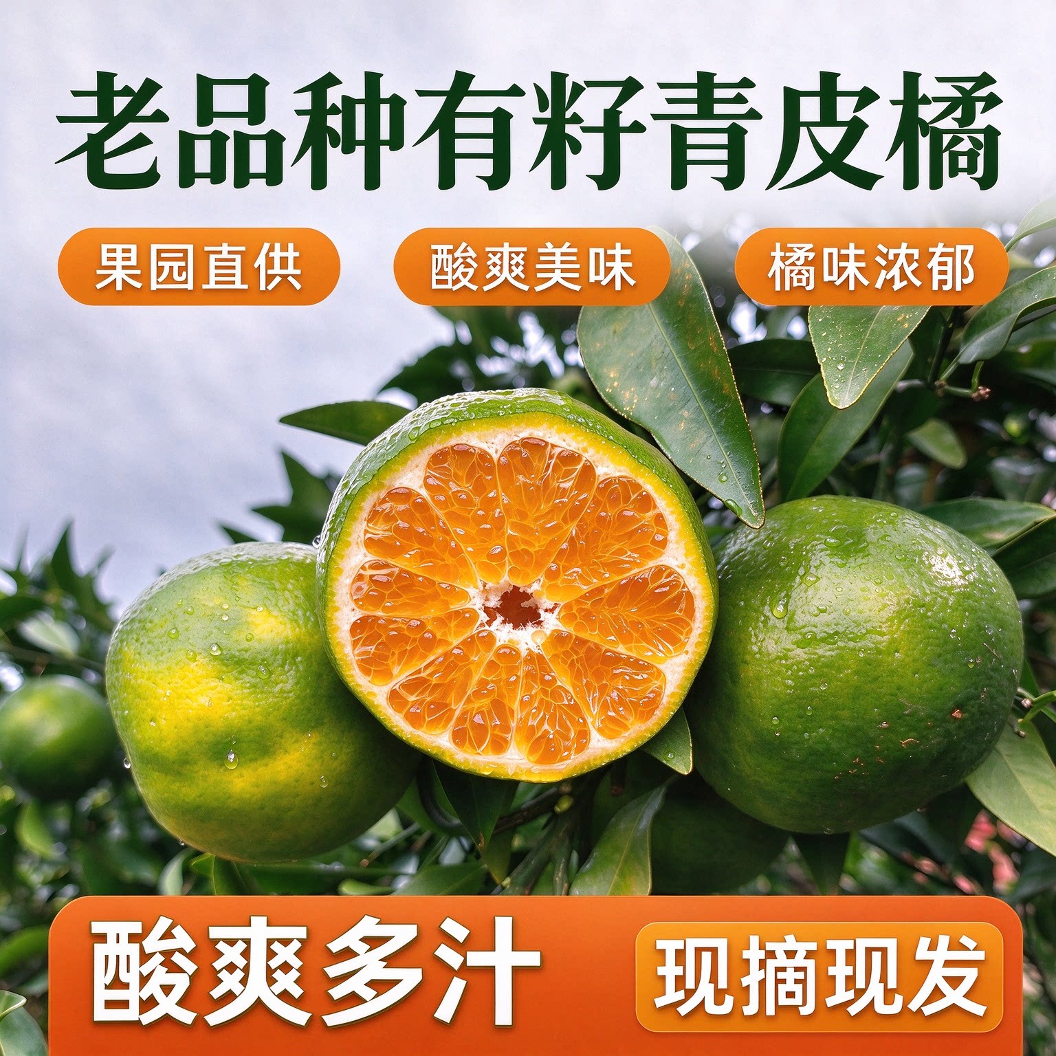 宜昌青皮酸橘有籽手剥5斤现摘