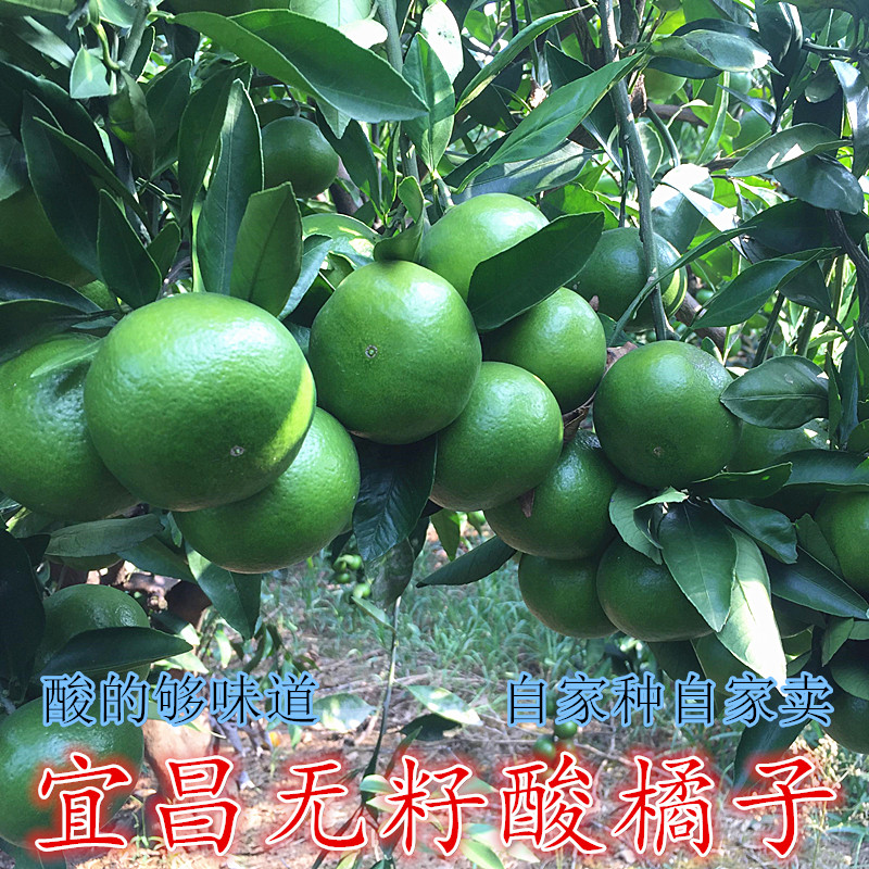 宜昌青皮酸橘无籽手剥5斤现摘