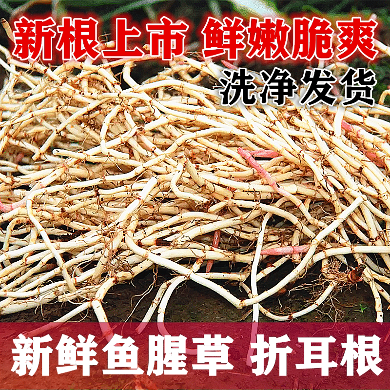 宜昌特产新鲜鱼腥草现挖现发
