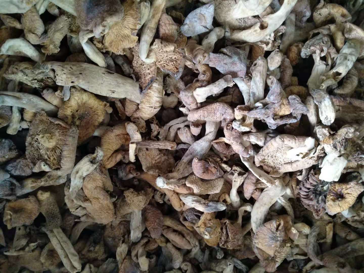 野生香菇野生白蘑菇土特产500g