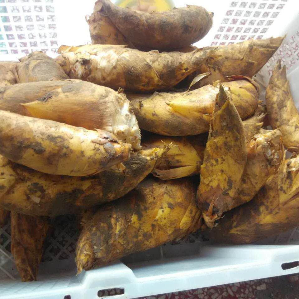 新鲜冬笋 竹笋现挖鲜嫩笋 时令蔬菜 高山黄泥冬笋野外采挖 包邮