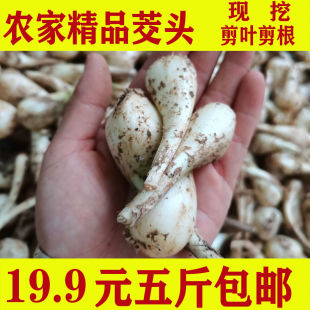 新上市藠头新鲜湖南邵阳带叶小荞头 现挖 小茭头 剪叶剪根 茭头