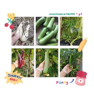 新鲜当季混装蔬菜 任意二到三种 不指定  蔬菜盲盒  与图片不相符