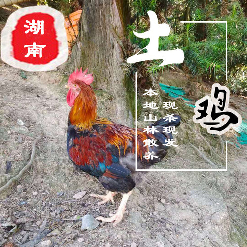 农家散养鲜活现杀孕妇月子鸡
