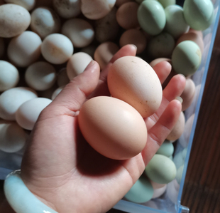 30枚包邮正宗土鸡蛋 农家纯散养笨鸡蛋 鸡蛋孕妇月子蛋整箱