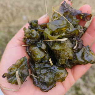 野菜雷公菌新鲜地菜 新鲜地皮菇雷公屎野生蔬菜 非干货 湿地皮菜