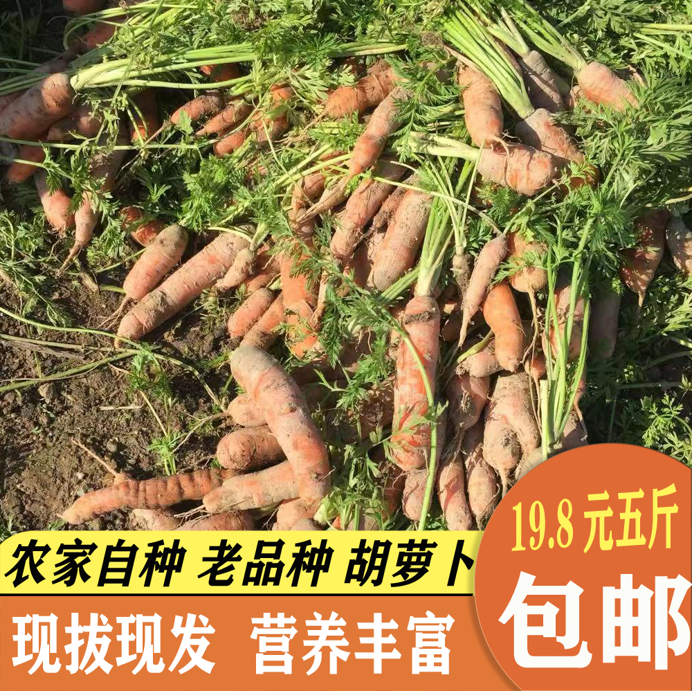 新鲜红萝卜老品种5斤包邮