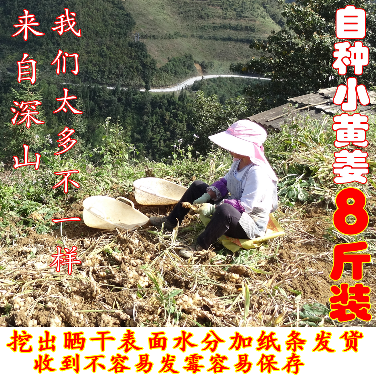 小杨家云南小黄姜老姜无添加放心