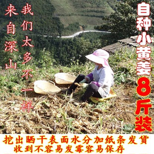 小杨家正宗云南小黄姜新鲜生姜月子老姜深山种植姜种无添加放心买