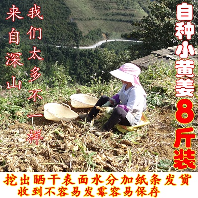 小杨家云南小黄姜老姜无添加放心