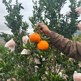 小杨家 云南蒙自高原山地椪柑橘味汁多味甜当季新鲜现摘桔子包邮