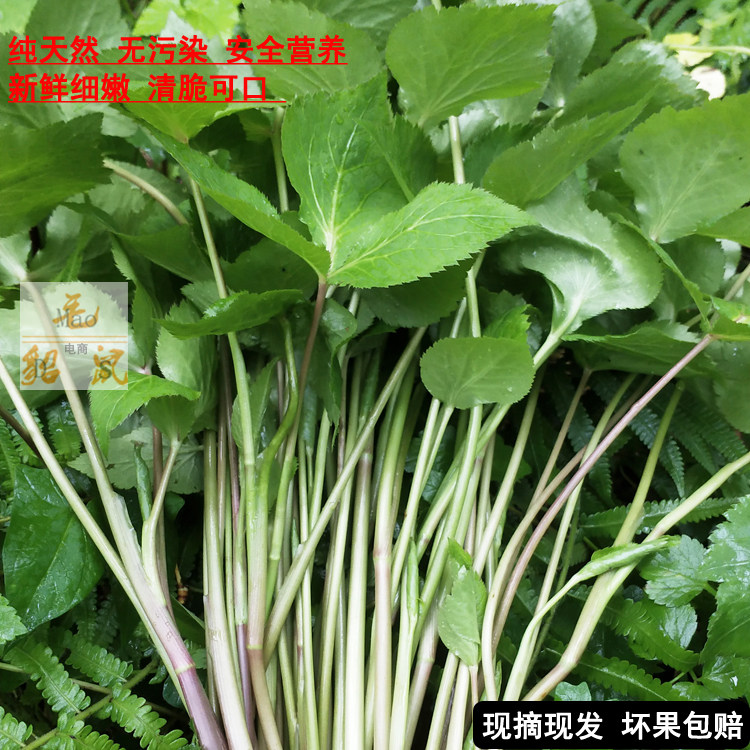 2026新品野生鱼腥草鸭脚板蔬菜山野大叶芹贵州特产现摘现发图片