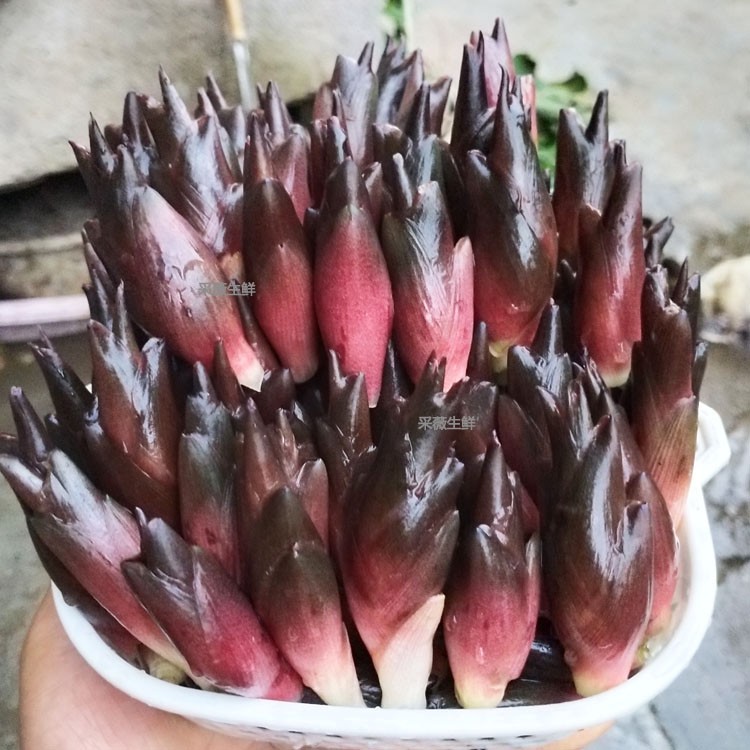 【新鲜采摘 手工挑选】阳荷姜新鲜洋荷阳荷新鲜贵州洋荷姜姜现挖