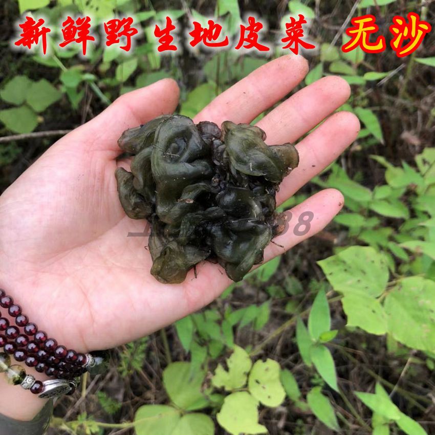 新鲜野生地皮菜 地木耳 地踏菇 地瓜皮  雷公菌 无沙 免洗。 预