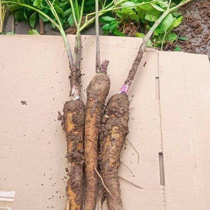 野生白芷中药材,新鲜现挖白芷晒干白芷干白芷整颗干白芷切片白芷