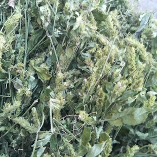 野生爵床中药材香苏草赤眼老母草赤眼小青草新鲜整颗晒干爵床草