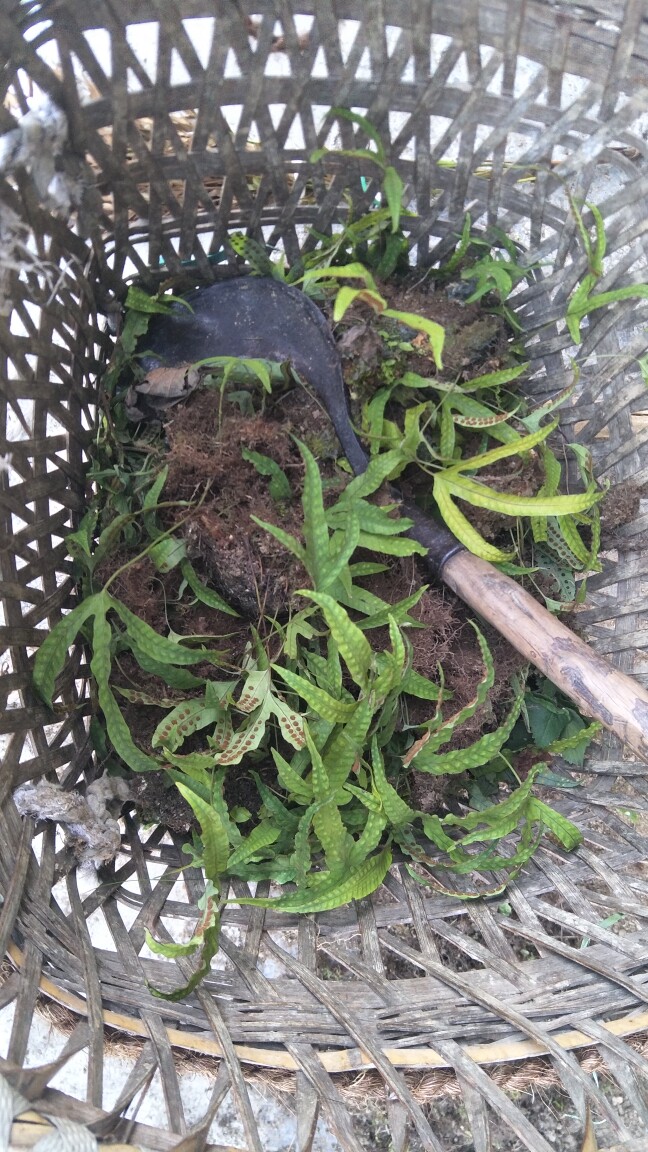 金鸡脚中药材新鲜晒干金星草原生态鹅掌金星草鸭脚草中草药材