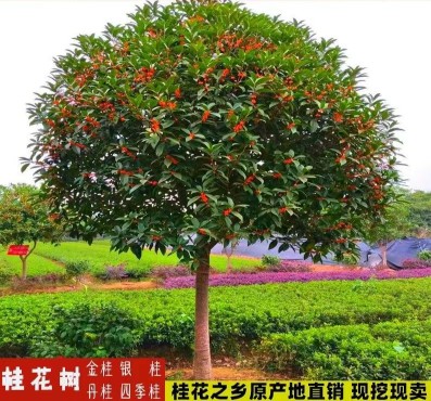 桂花树苗丹桂金桂血桂状元红朱砂桂四季桂庭院盆栽征地桂花树